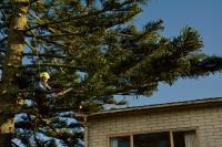 A1 Sure Services | North Shore Tree Removal  image 4